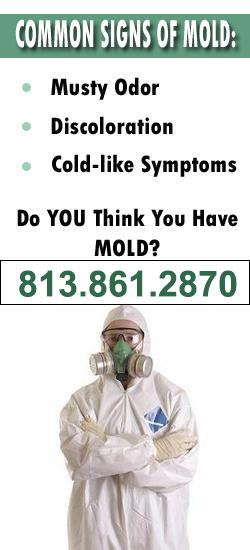 Lutz Mold Remediation Contractor